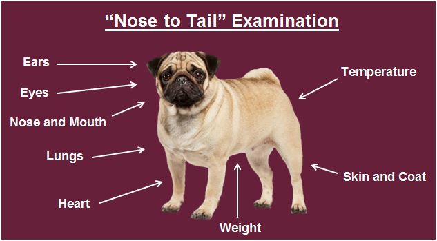 Paw-sitive Habits for a Happy Pet