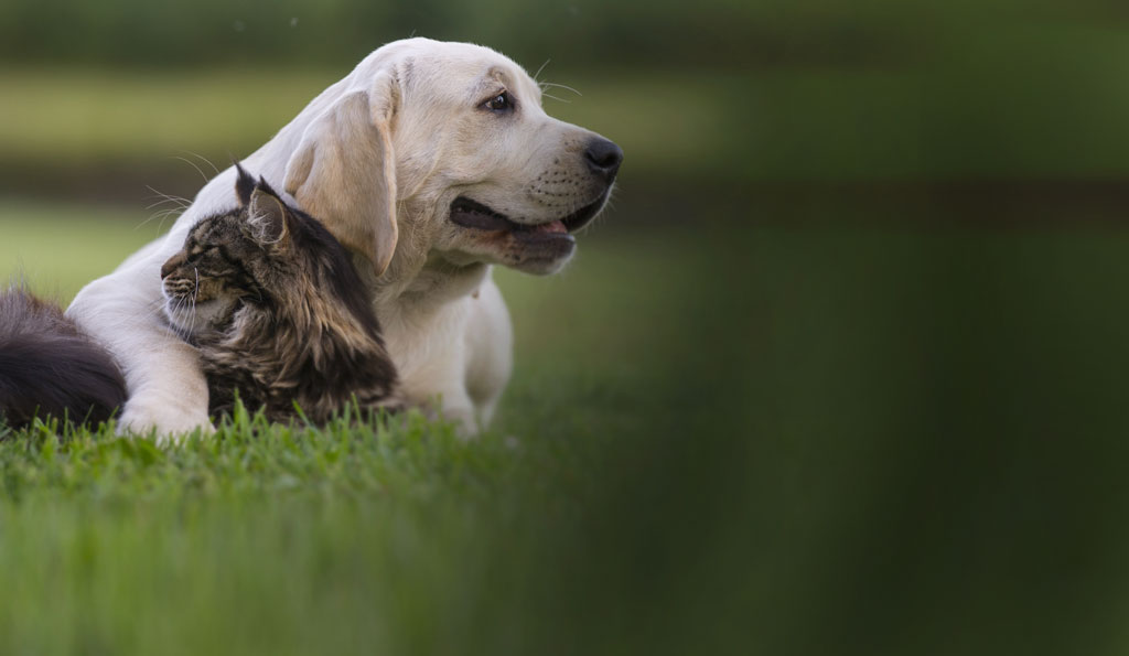 Do We Really Love Our Pets?