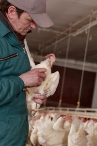 Farmer giving a health exam to white chicken in a barn 