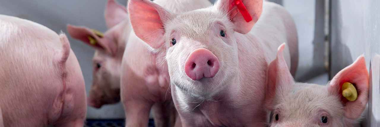 Swine - Corporate Home Page – MSD Animal Health