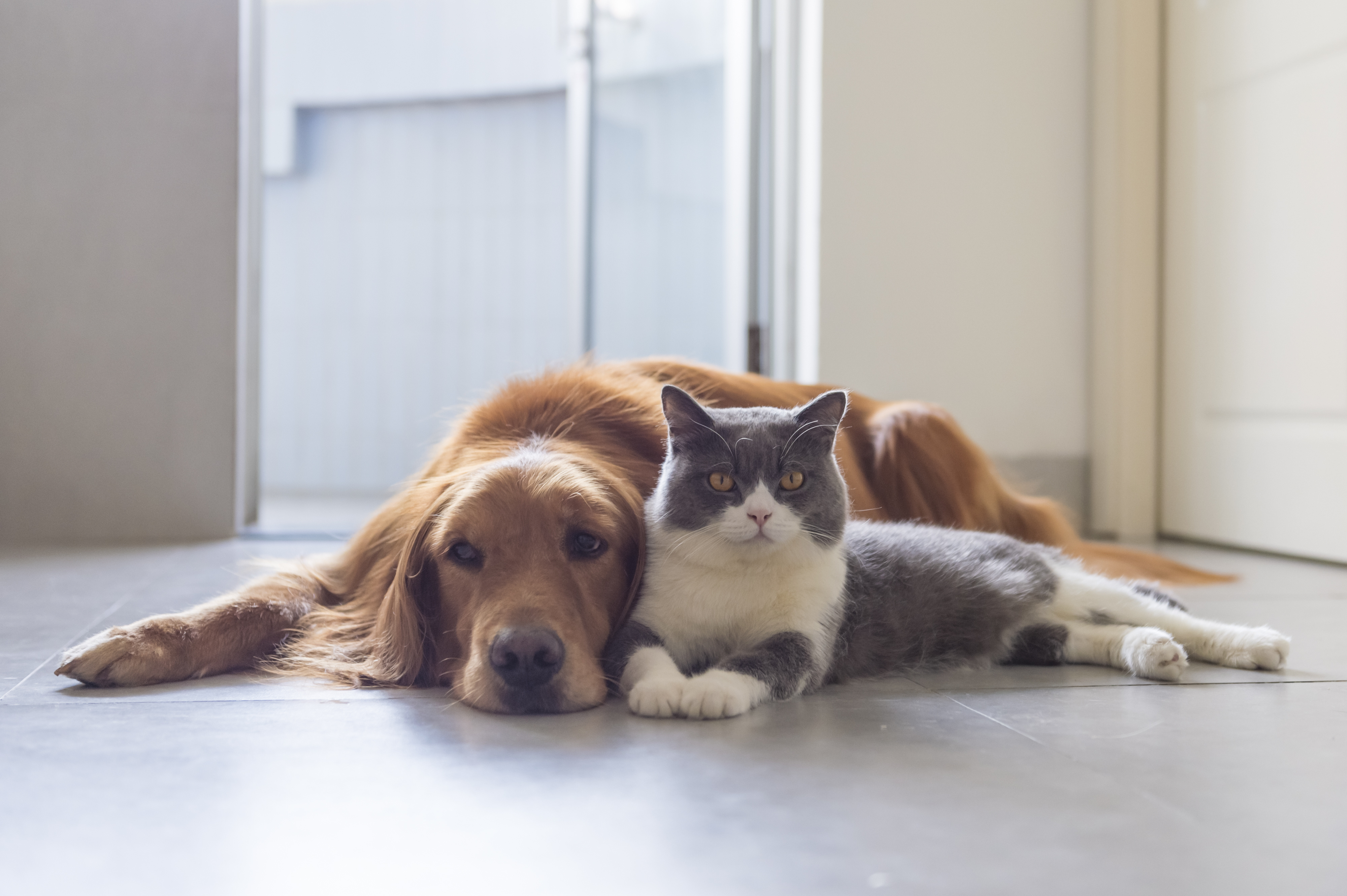 Companion Animals - Corporate Home Page – MSD Animal Health